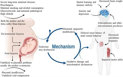 Effects of Prenatal Hypoxia on Nervous System Development and Related Diseases